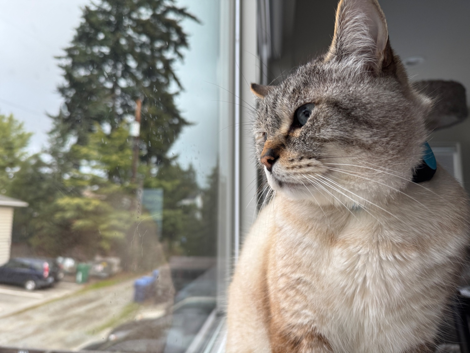 Biscuit the cat says "Lookout a window today!"